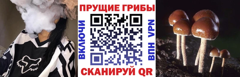 Псилоцибиновые грибы MAGIC MUSHROOMS  сайты даркнета какой сайт  Лабинск 